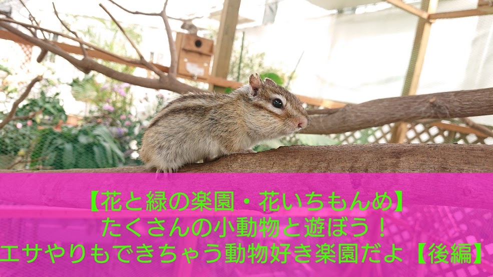 花と緑の楽園 日光花いちもんめ たくさんの小動物と遊ぼう エサやりもできちゃう動物好きの楽園だよ 後編 人生ポジティブ化計画 ぼっち転勤妻 悪戦苦闘レポブログ