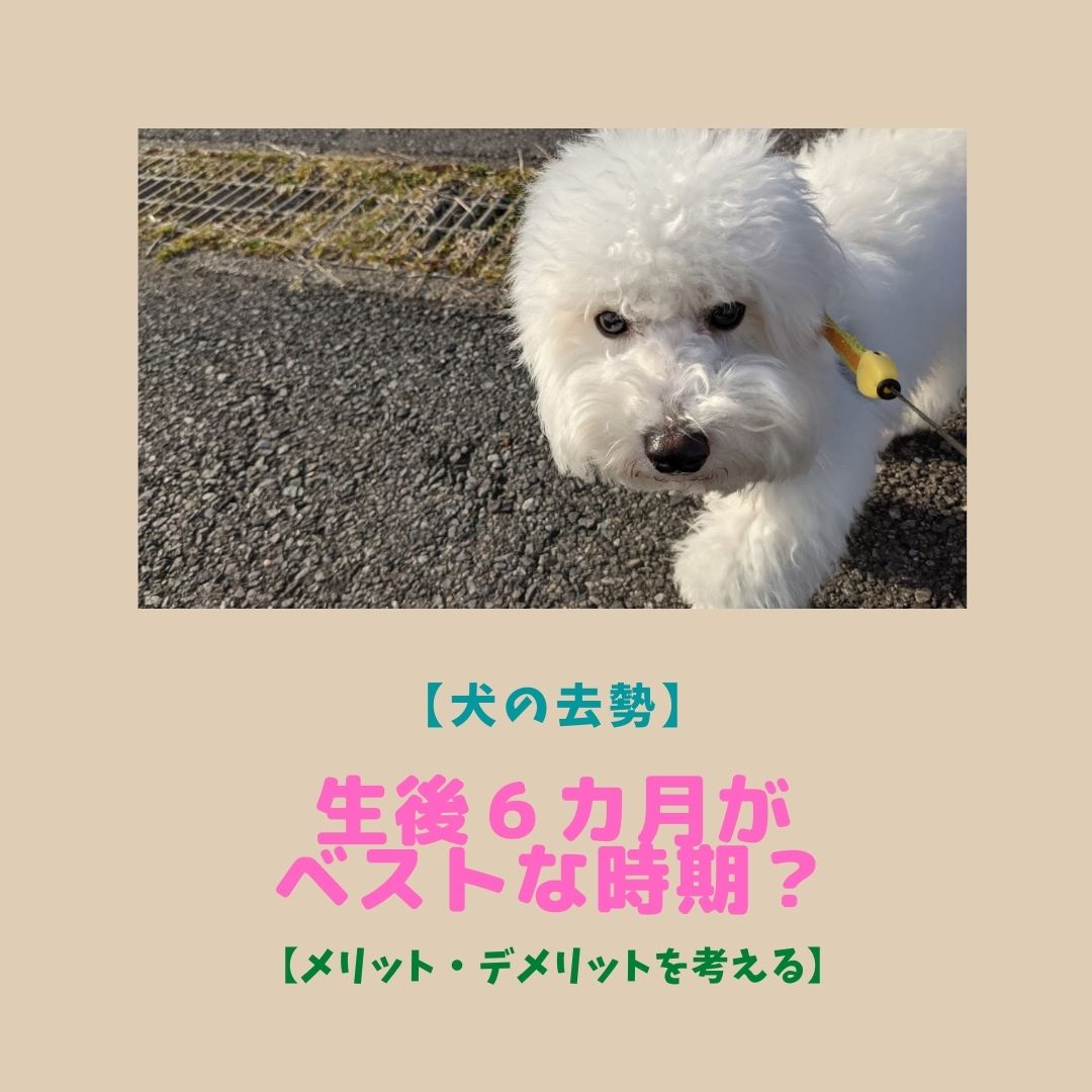 犬の去勢 生後６ヵ月がベストな時期 メリット デメリットを考える 人生ポジティブ化計画 ぼっち転勤妻 悪戦苦闘レポブログ